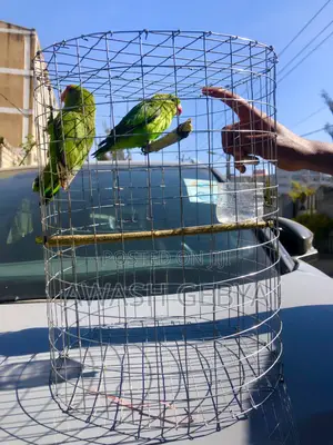 Photo - ለገና ስጦታ(Christmas Gift) Abissina Parrots