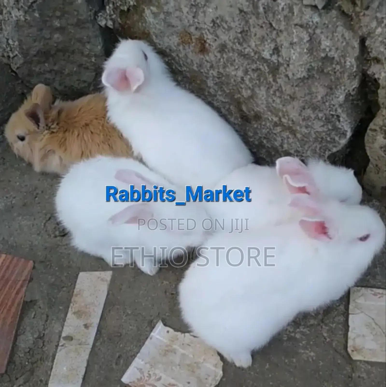 የሳሎን Rabbit ምትፈልጉ