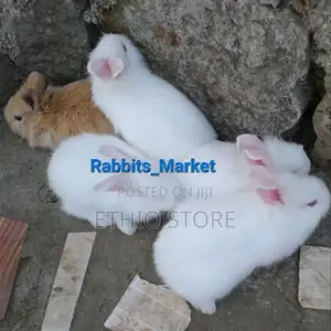 የሳሎን Rabbit ምትፈልጉ