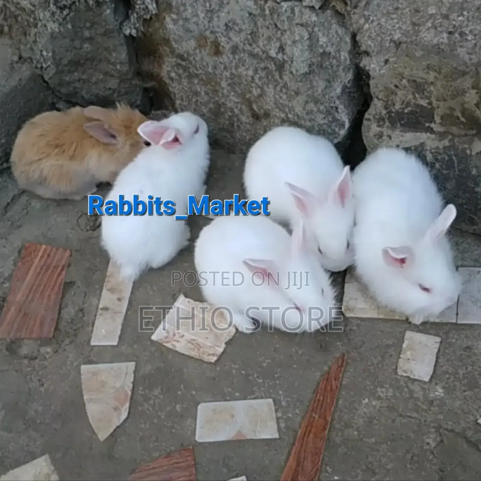 የሳሎን Rabbit ምትፈልጉ