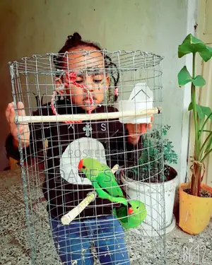 Photo - Parrot and Birds
