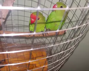 Parrot and Birds