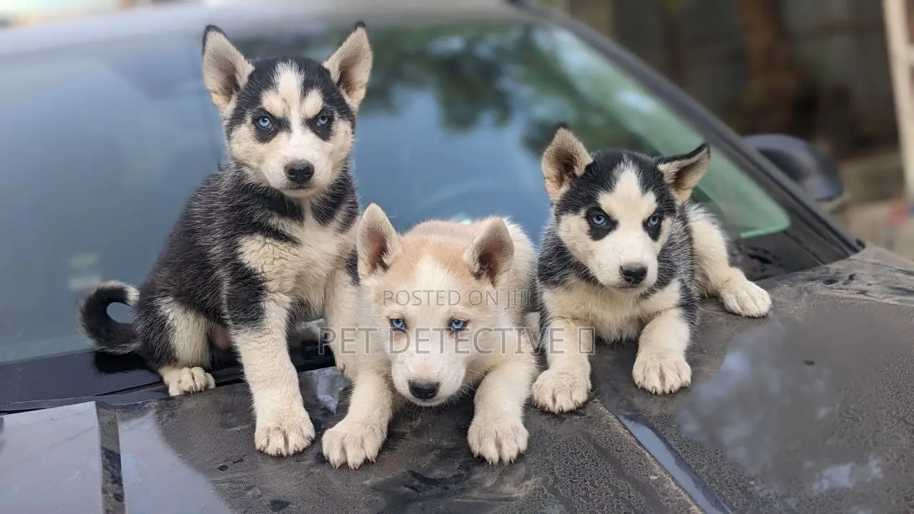 1-3 months Male Purebred Siberian Husky