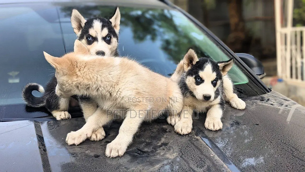 1-3 months Male Purebred Siberian Husky