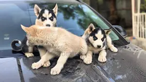 Photo - 1-3 months Male Purebred Siberian Husky