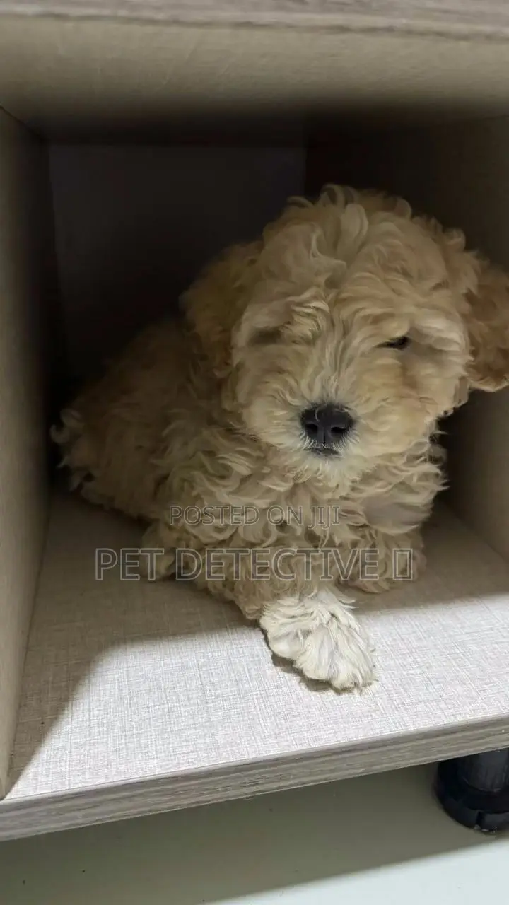 1-3 months Male Purebred Poodle