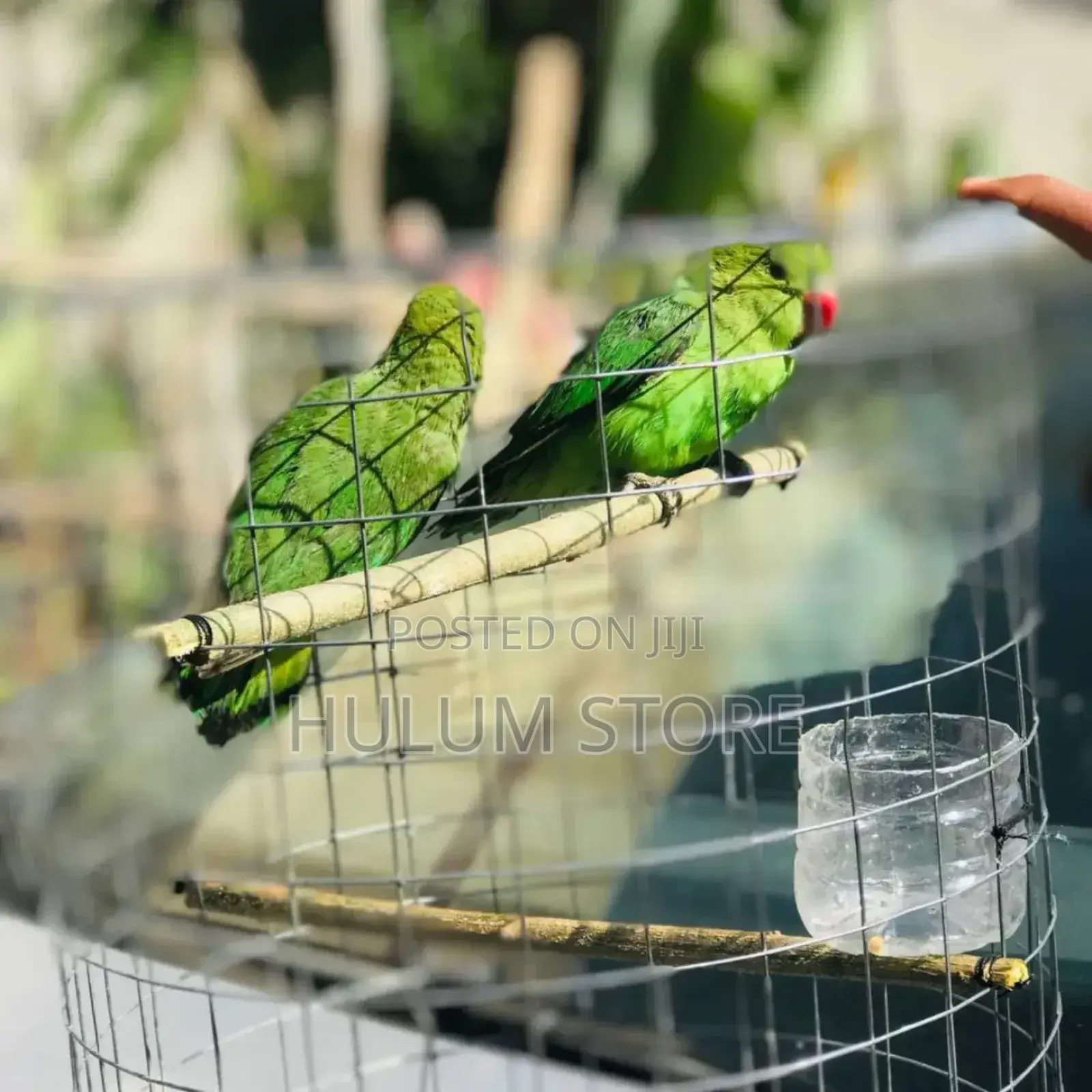 Parrot With Amazing Sound
