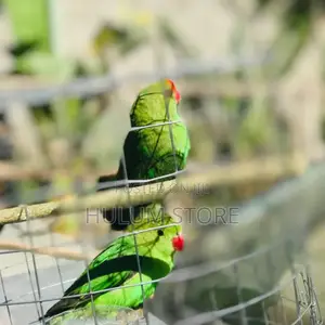 Parrot With Amazing Sound