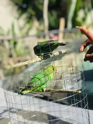 Parrot With Amazing Sound