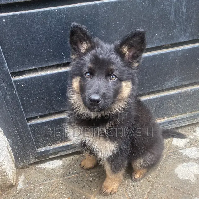 1-3 months Male Purebred German Shepherd