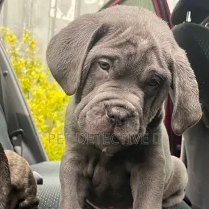 Photo - 1-3 months Male Purebred Mastiff
