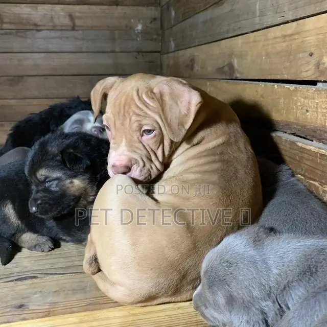 1-3 months Male Purebred Mastiff