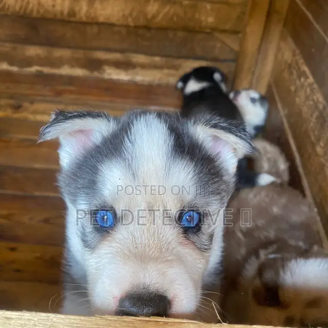 1-3 months Male Purebred Siberian Husky