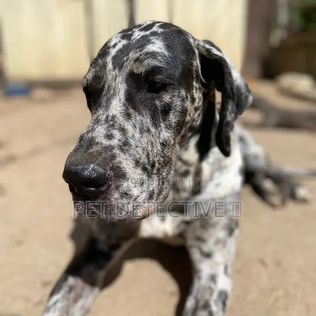 1-3 months Female Purebred Great Dane
