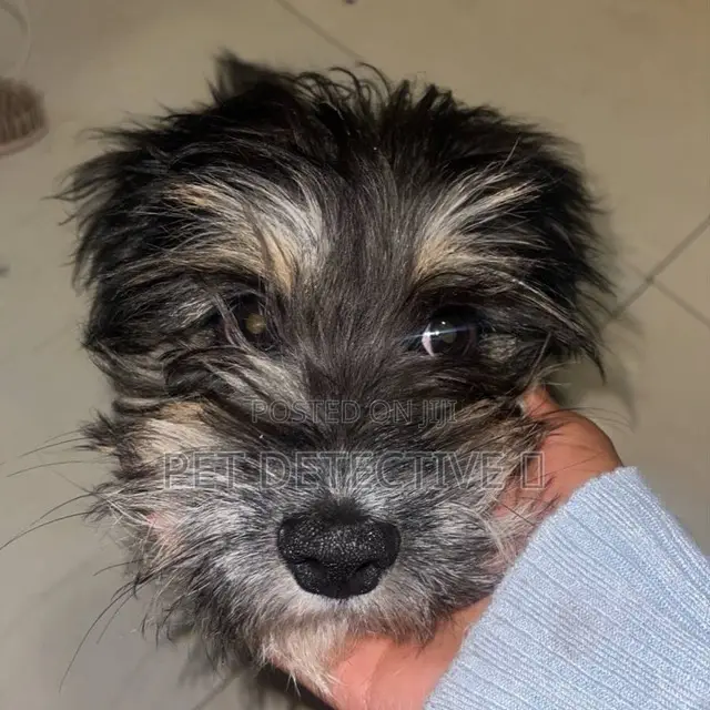 1-3 months Male Purebred Shih Tzu