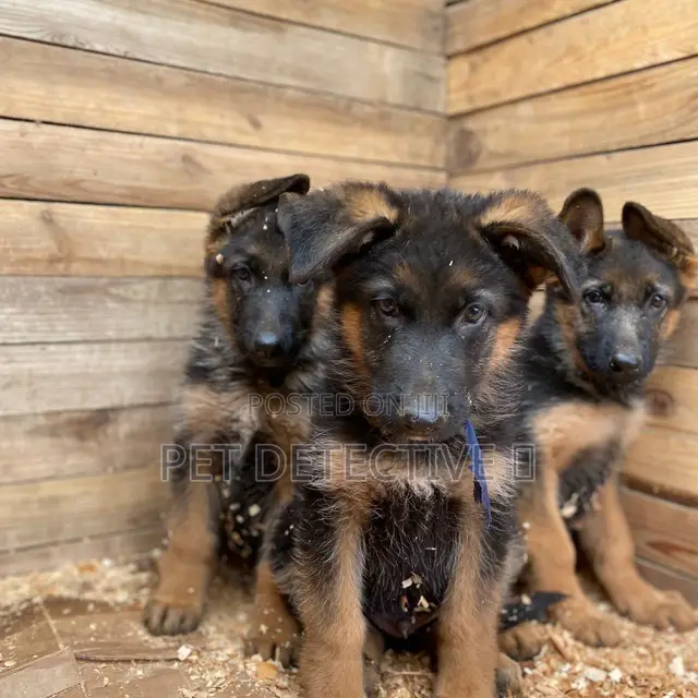 1-3 months Female Purebred German Shepherd