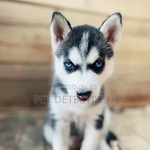 Photo - 1-3 months Male Purebred Siberian Husky