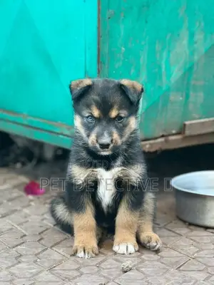 Photo - 1-3 months Male Purebred German Shepherd