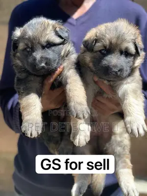 Photo - 1-3 months Male Purebred German Shepherd