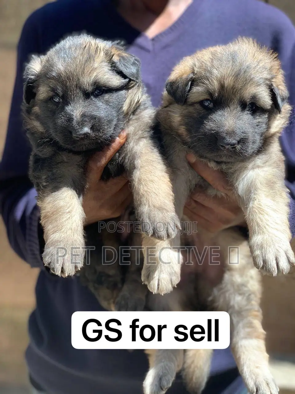 1-3 months Male Purebred German Shepherd