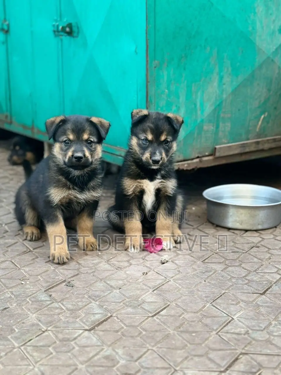 1-3 months Male Purebred German Shepherd