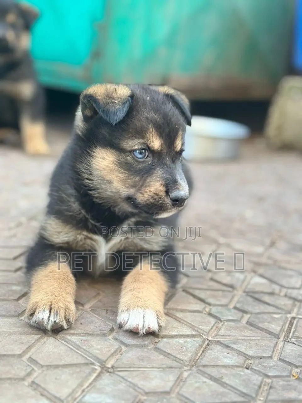 1-3 months Male Purebred German Shepherd