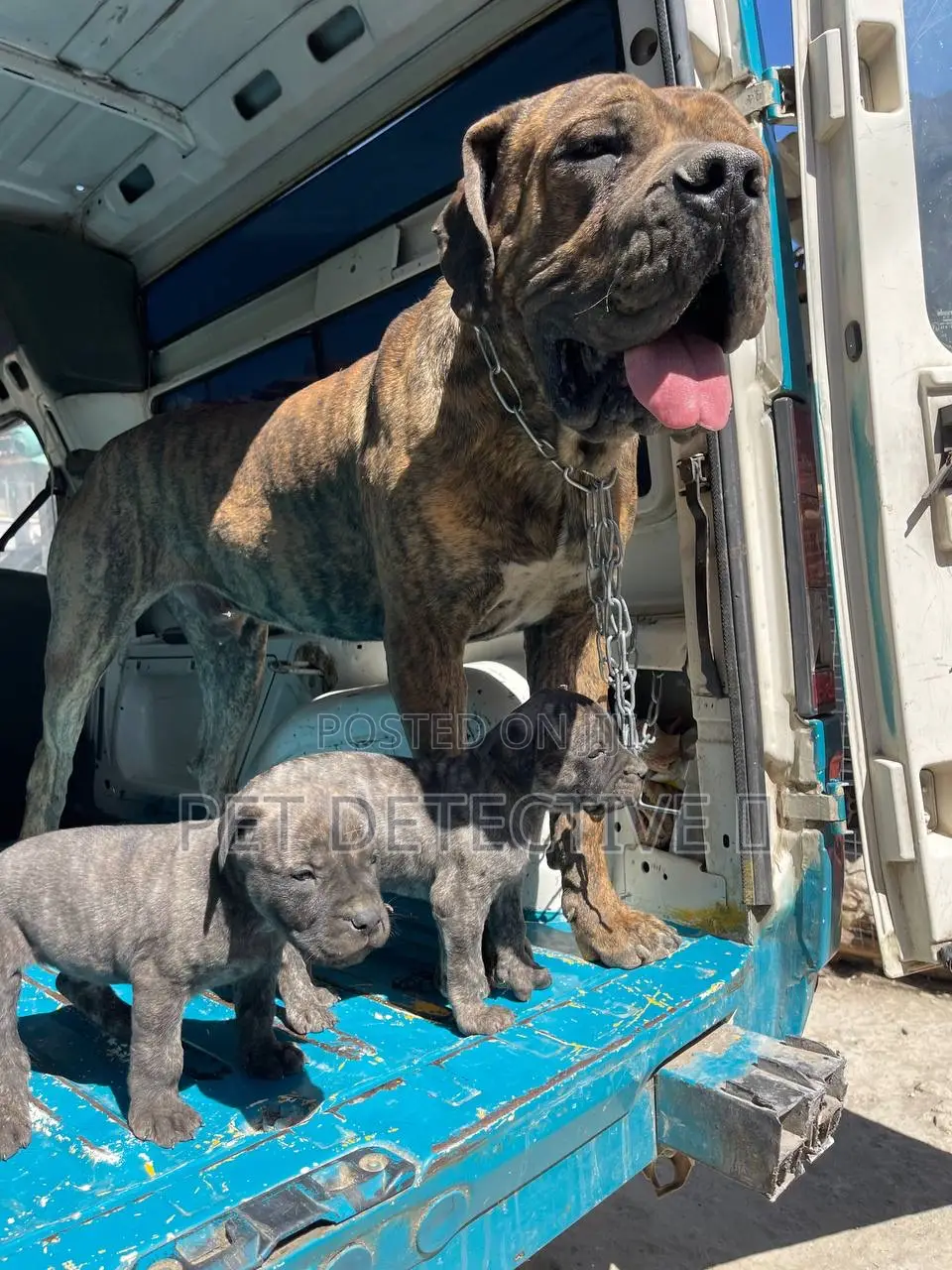 1-3 months Male Purebred Boerboel
