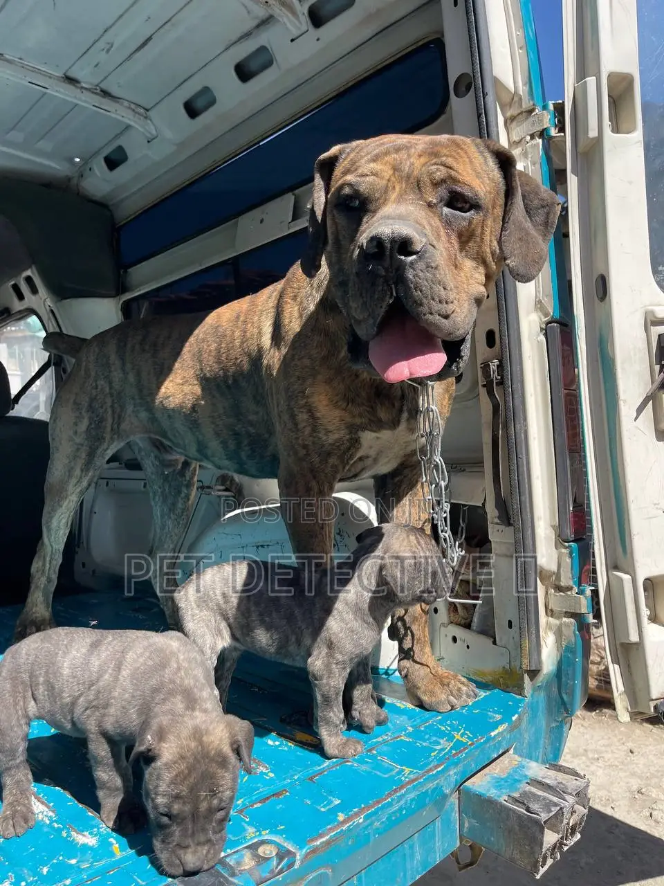 1-3 months Male Purebred Boerboel