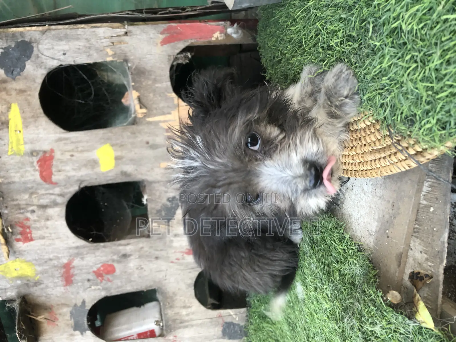 1-3 months Male Purebred Shih Tzu