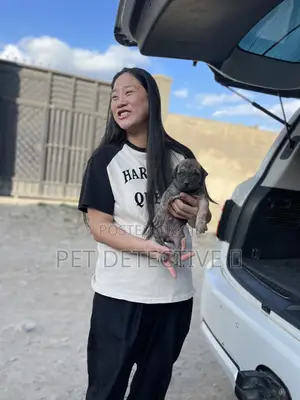 Photo - 1-3 months Male Purebred Boerboel