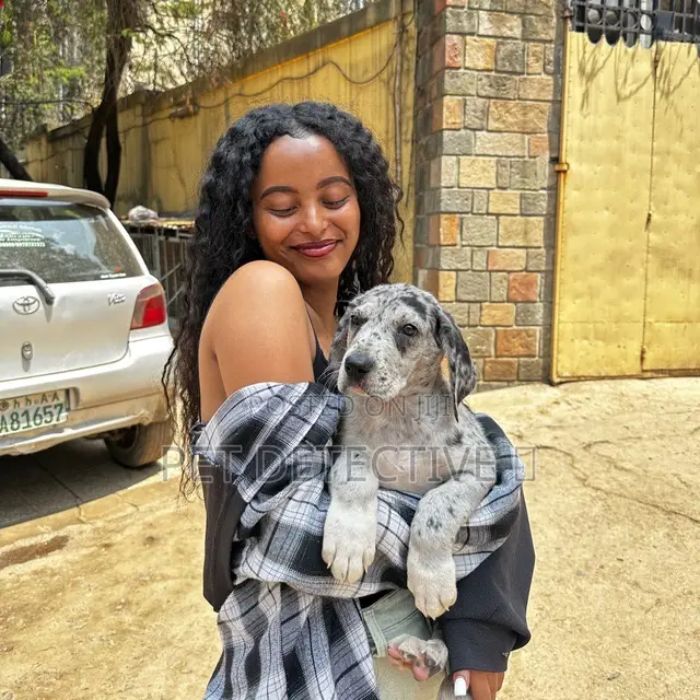 1-3 months Male Purebred Great Dane