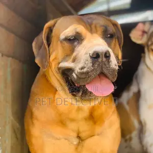 Photo - 6-12 months Male Purebred Mastiff