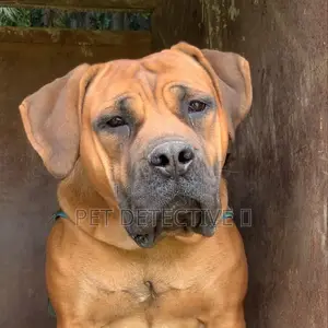 Photo - 6-12 months Male Purebred Mastiff