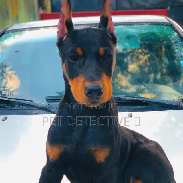1-3 months Male Purebred Doberman Pinscher