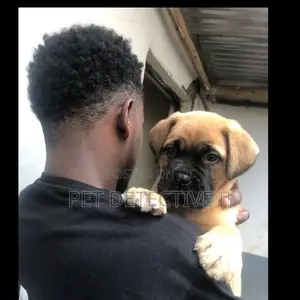 Photo - 1-3 months Male Purebred Mastiff