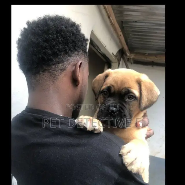 1-3 months Male Purebred Mastiff