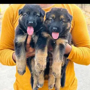 Photo - 1-3 months Male Purebred German Shepherd