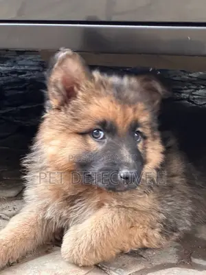 1-3 months Male Purebred German Shepherd