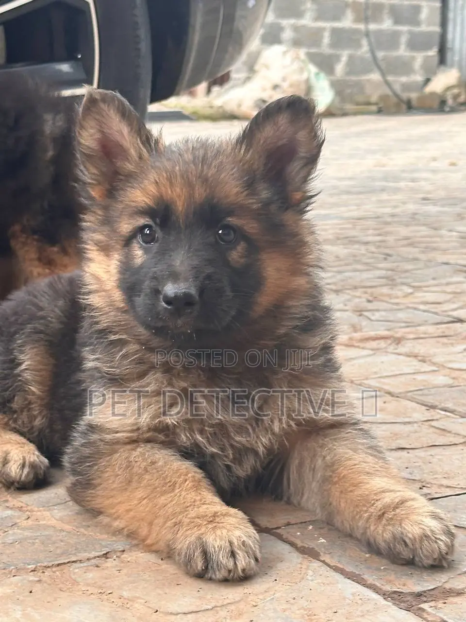 1-3 months Male Purebred German Shepherd