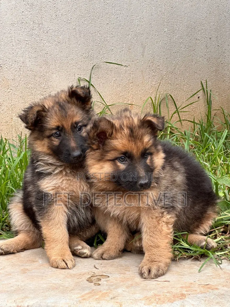 1-3 months Female Purebred German Shepherd