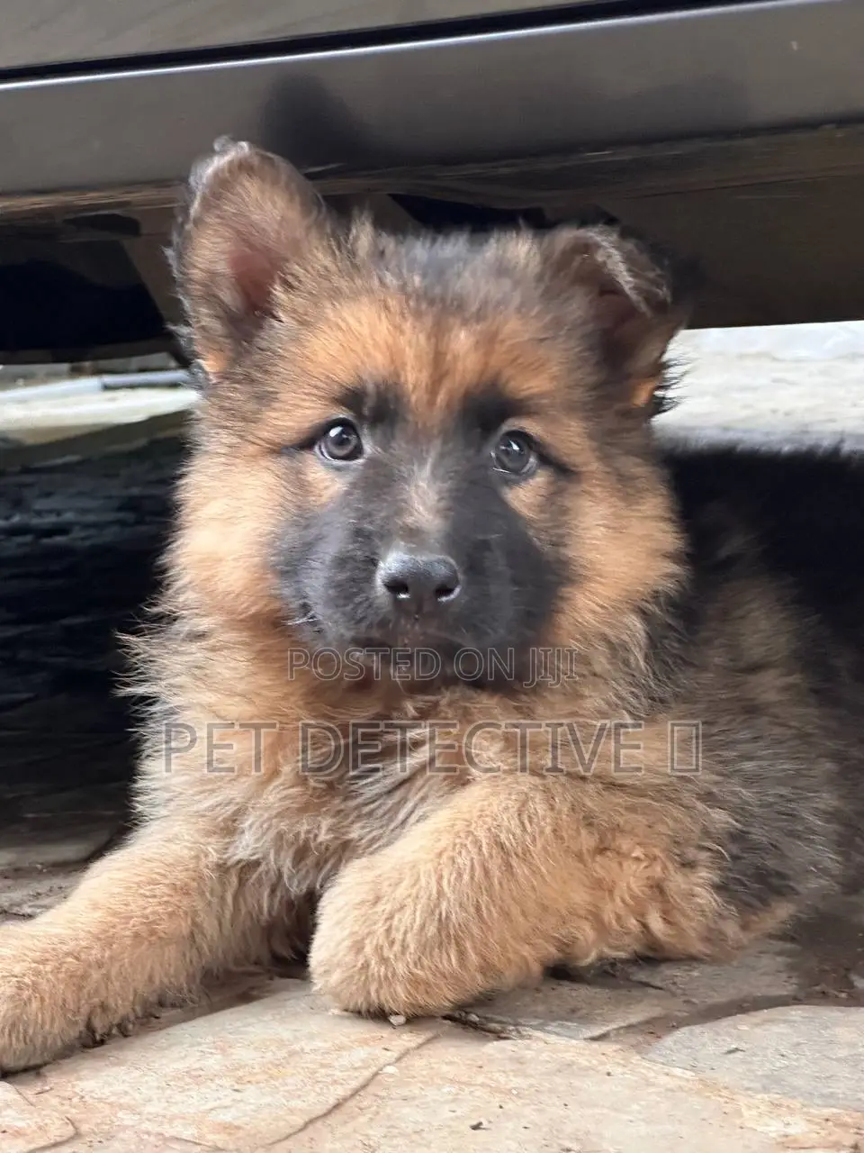 1-3 months Male Purebred German Shepherd