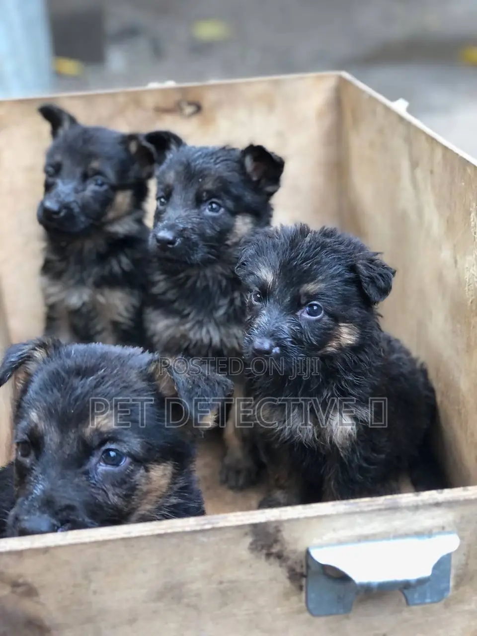 1-3 months Male Purebred German Shepherd