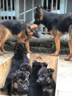 Photo - 1-3 months Male Purebred German Shepherd