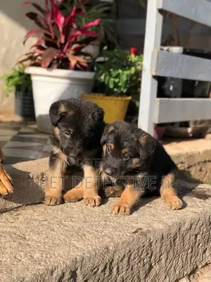 Photo - 1-3 months Male Purebred German Shepherd