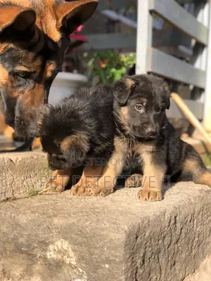 Photo - 1-3 months Male Purebred German Shepherd