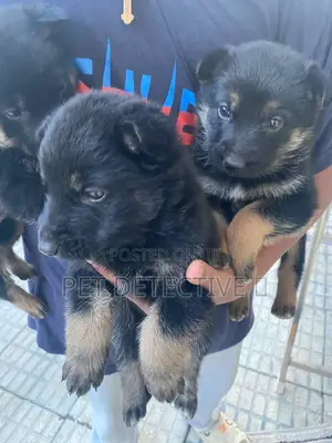 Photo - 1-3 months Male Purebred German Shepherd