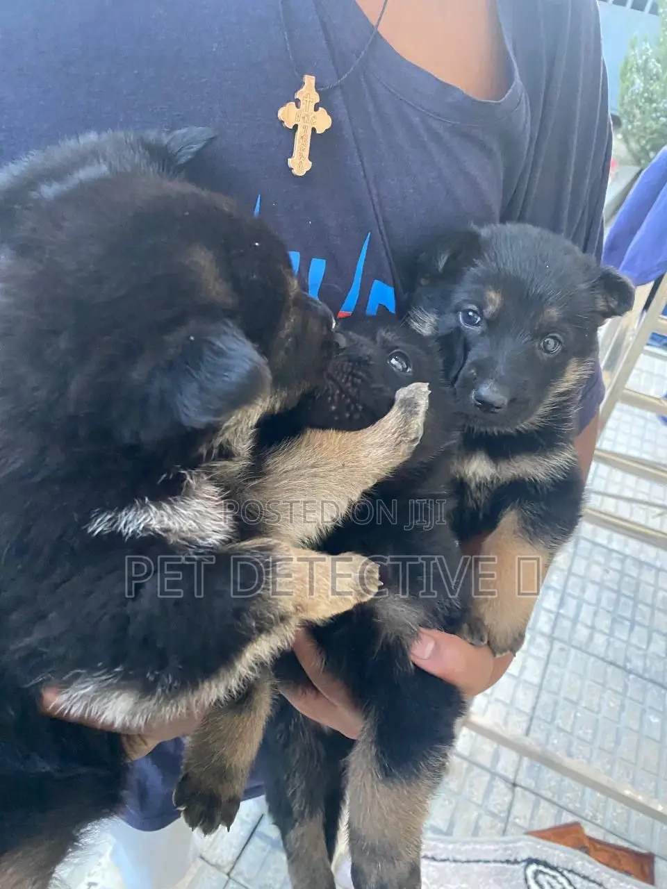 1-3 months Male Purebred German Shepherd