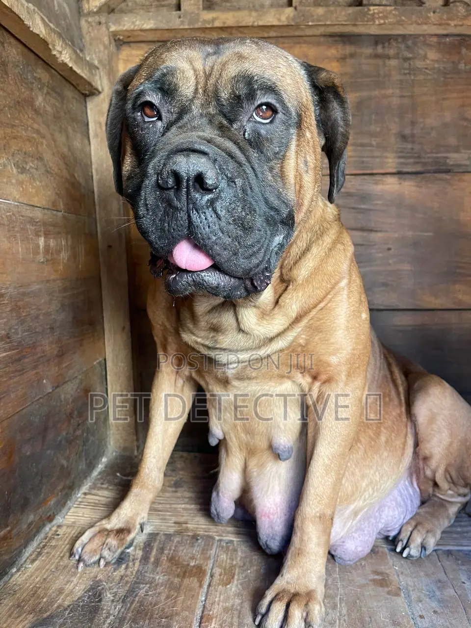 1-3 months Male Purebred Boerboel