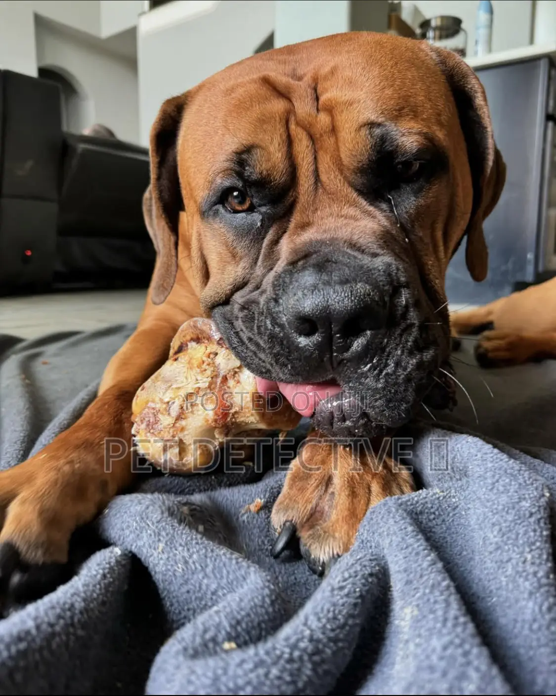 1-3 months Male Purebred Boerboel