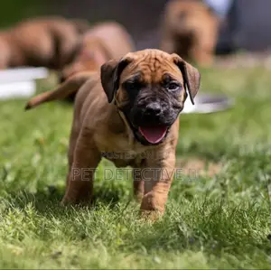 Photo - 1-3 months Male Purebred Boerboel
